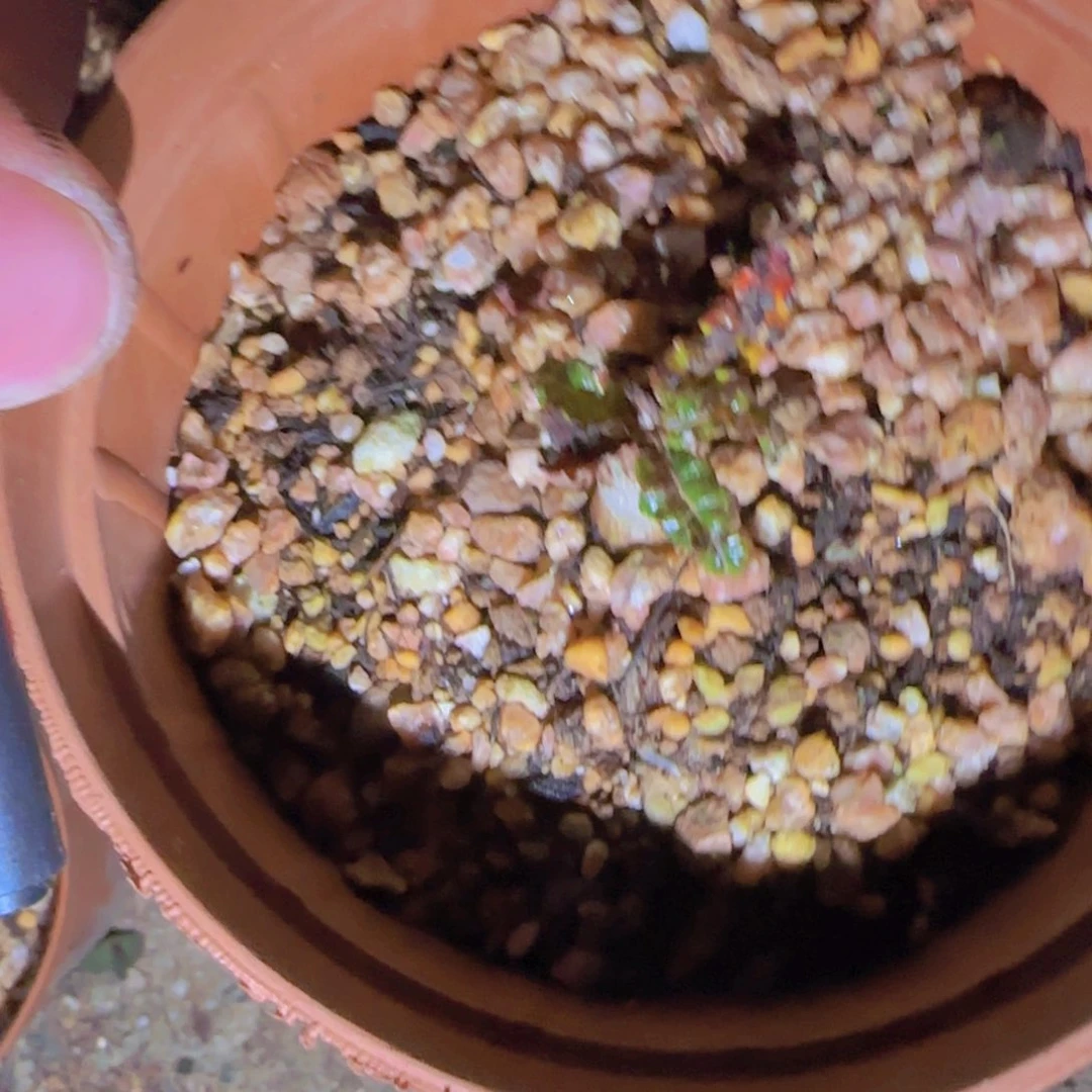 啊*对块根植物块根植物块根