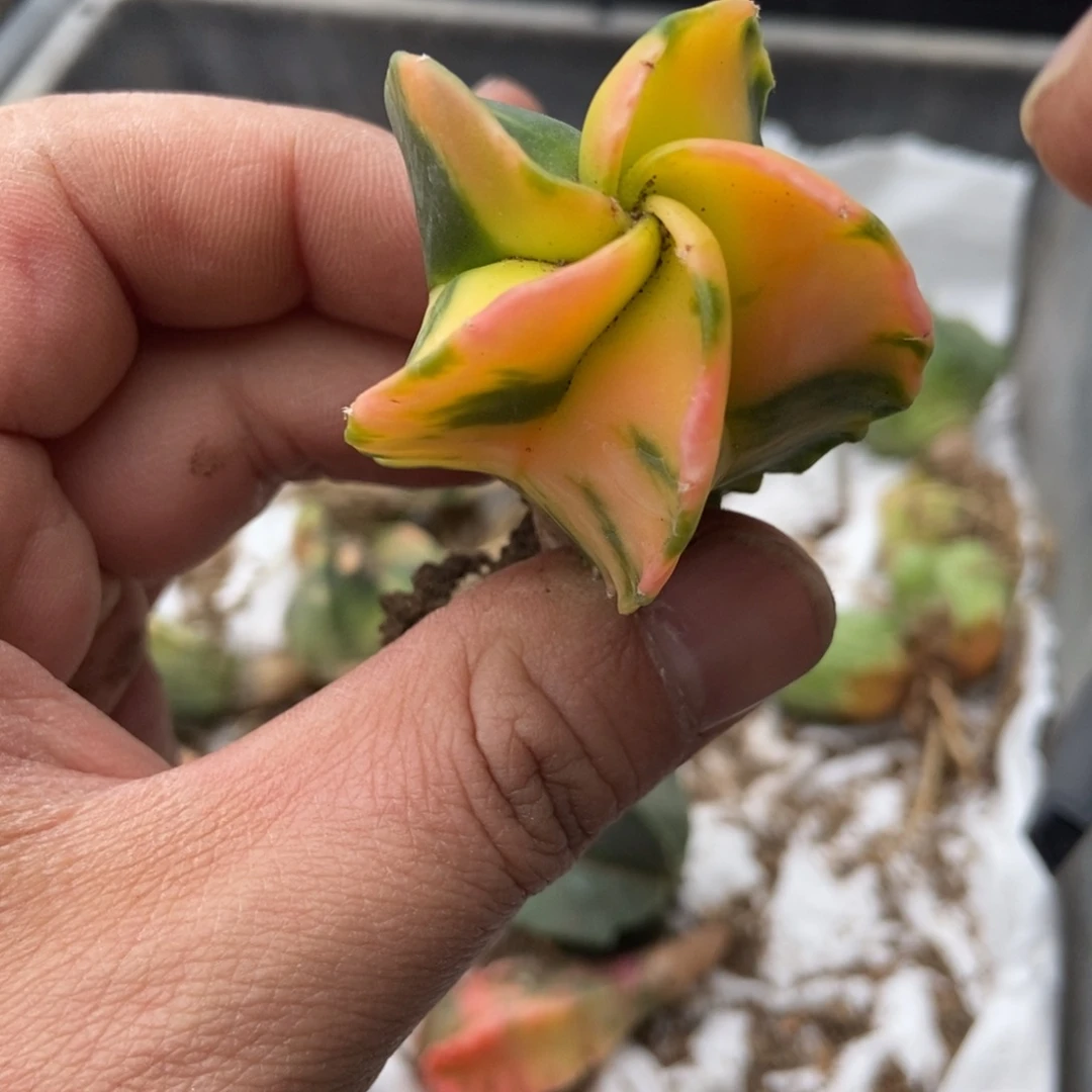 无刺仙人球开花了