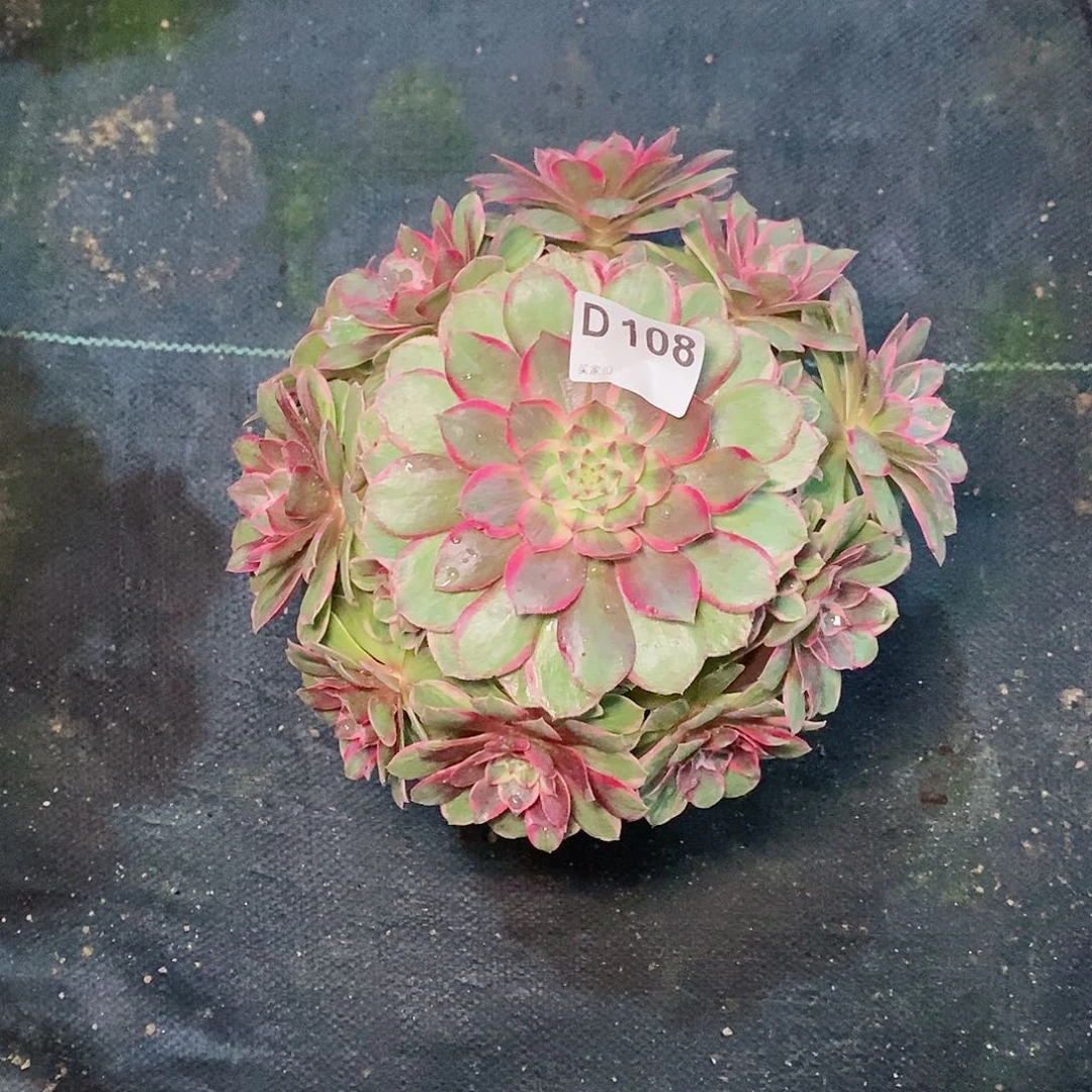 莲花座108多肉111111