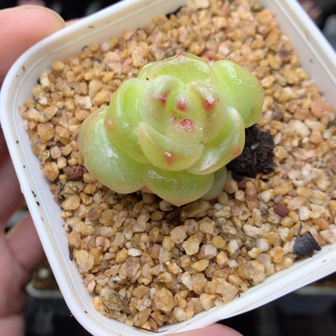 T151y y y y y y y y y t