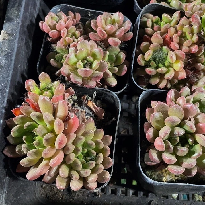 6.5方红宝石群带盆土