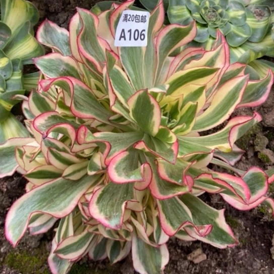 魅影106多肉植物