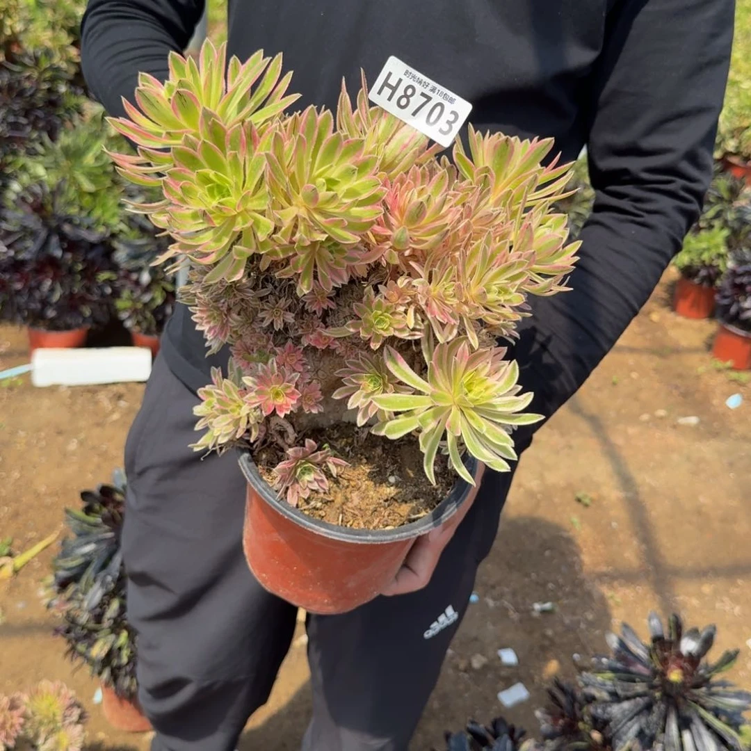 8703夕颜。多肉植物