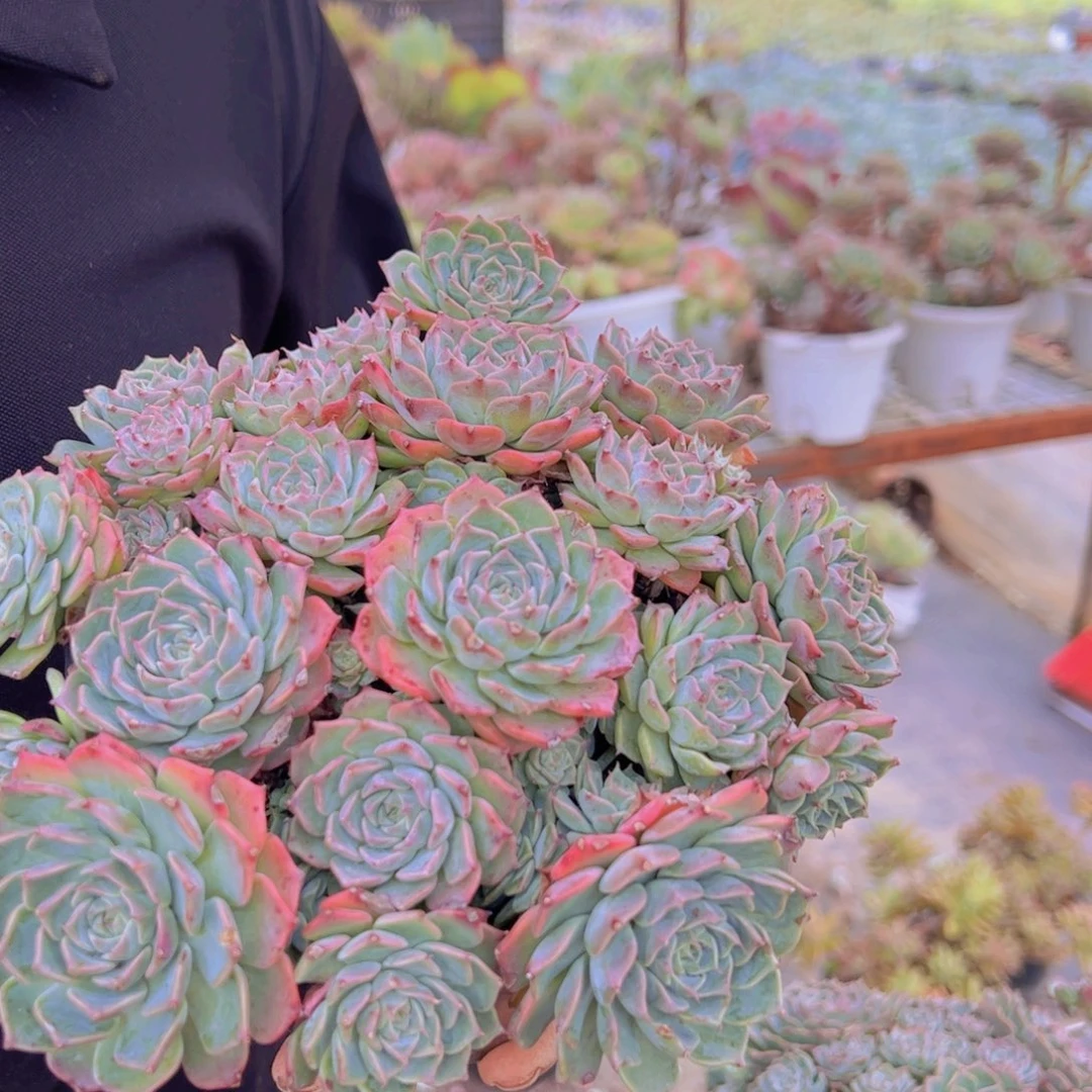 原始海滨格瑞带盆土，160杯