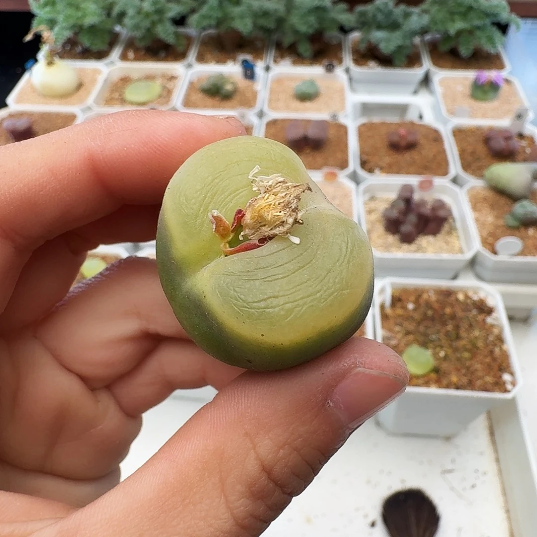 多肉植物福利肉锥3公分883