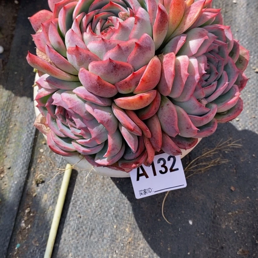 【闪购商品】青**?多肉植物