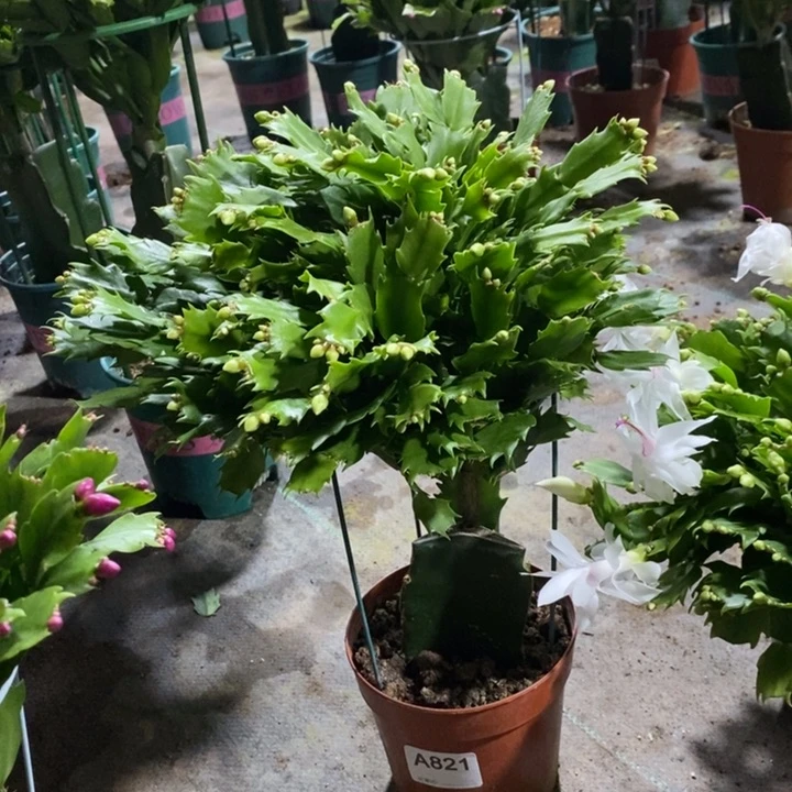 当前无花栽培后可以开花821嫁接白玛丽