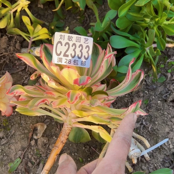 2333砍头多肉法师大法师