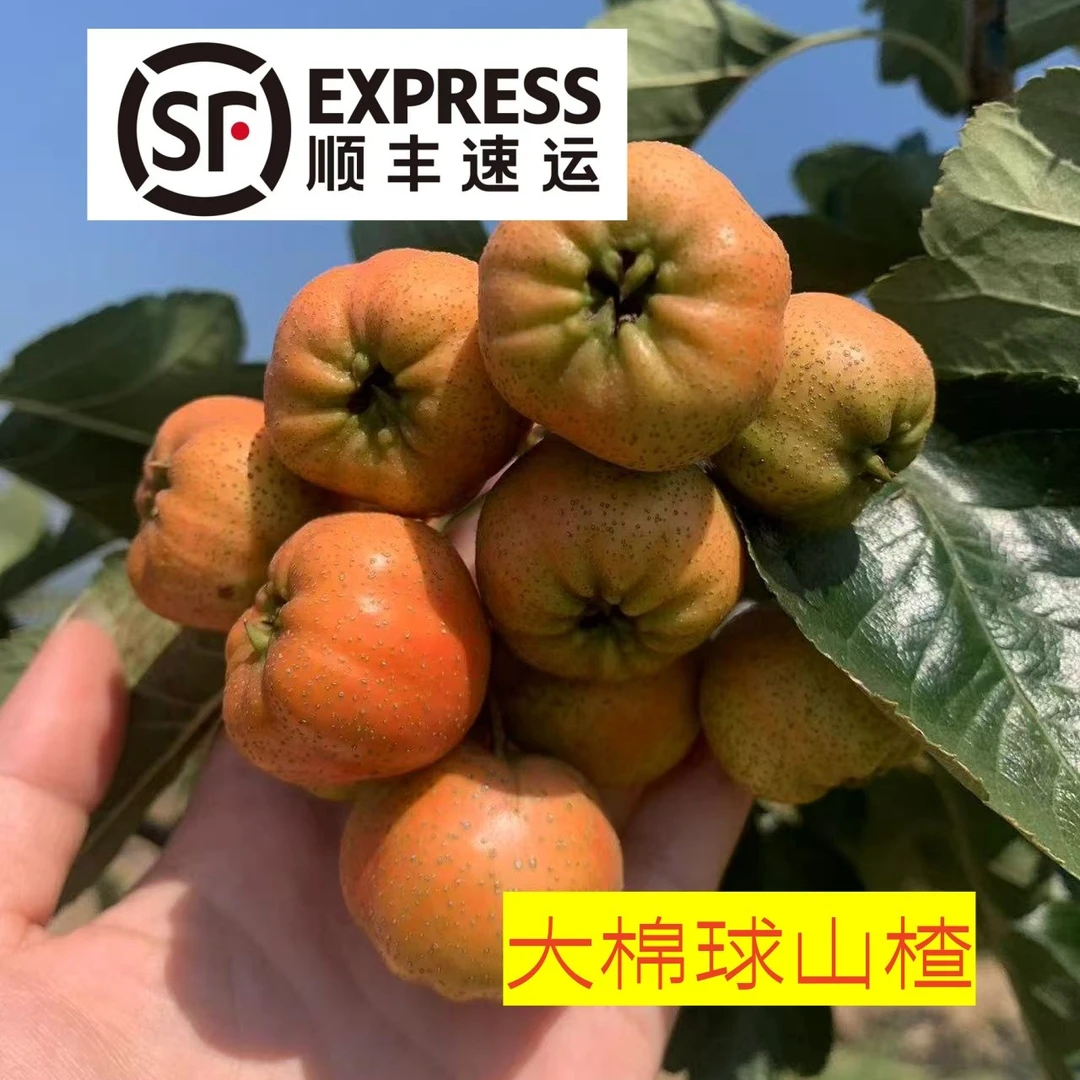 【顺丰】沂蒙山新鲜山楂果大棉球现摘现发制作冰糖葫芦原材料