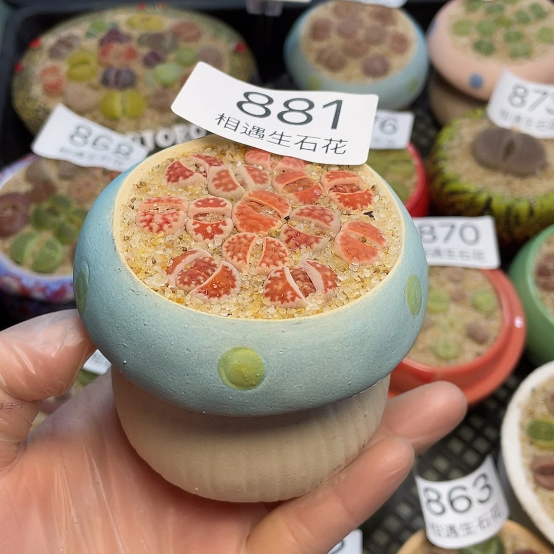 小***妈相遇生石花专拍881