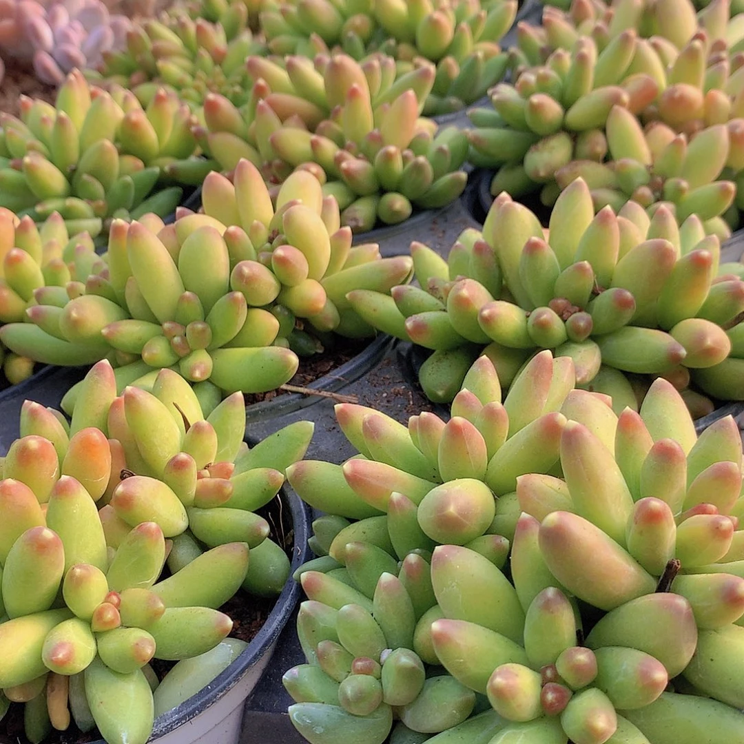 优选千代田4578890000000