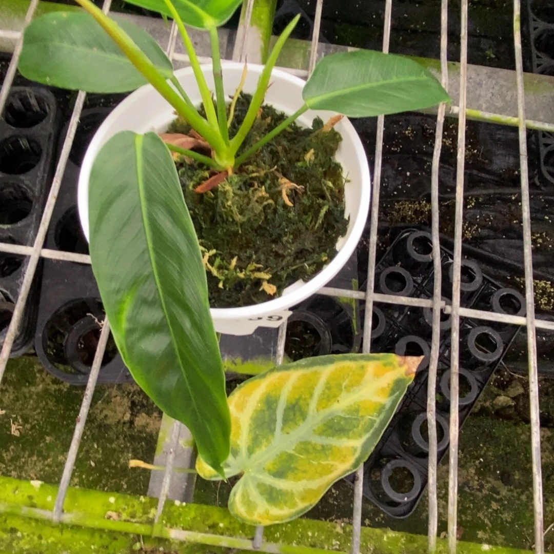 荣***师完全开放一物一拍W169