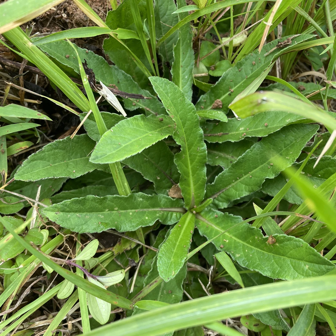新鲜野货地胆头牛吃埔羊耳草苦地胆纯根煲汤良品