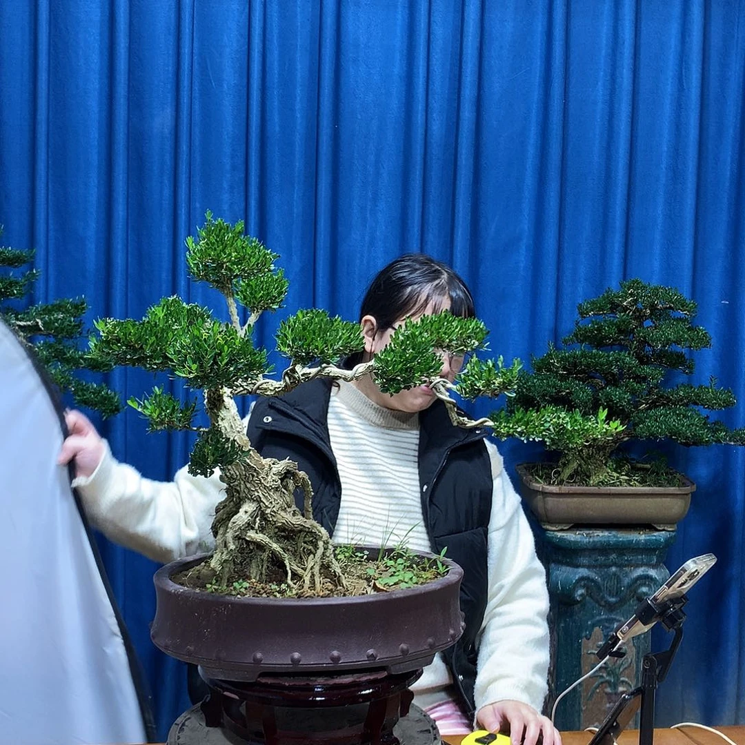 无花朵黄杨盆景一物一拍