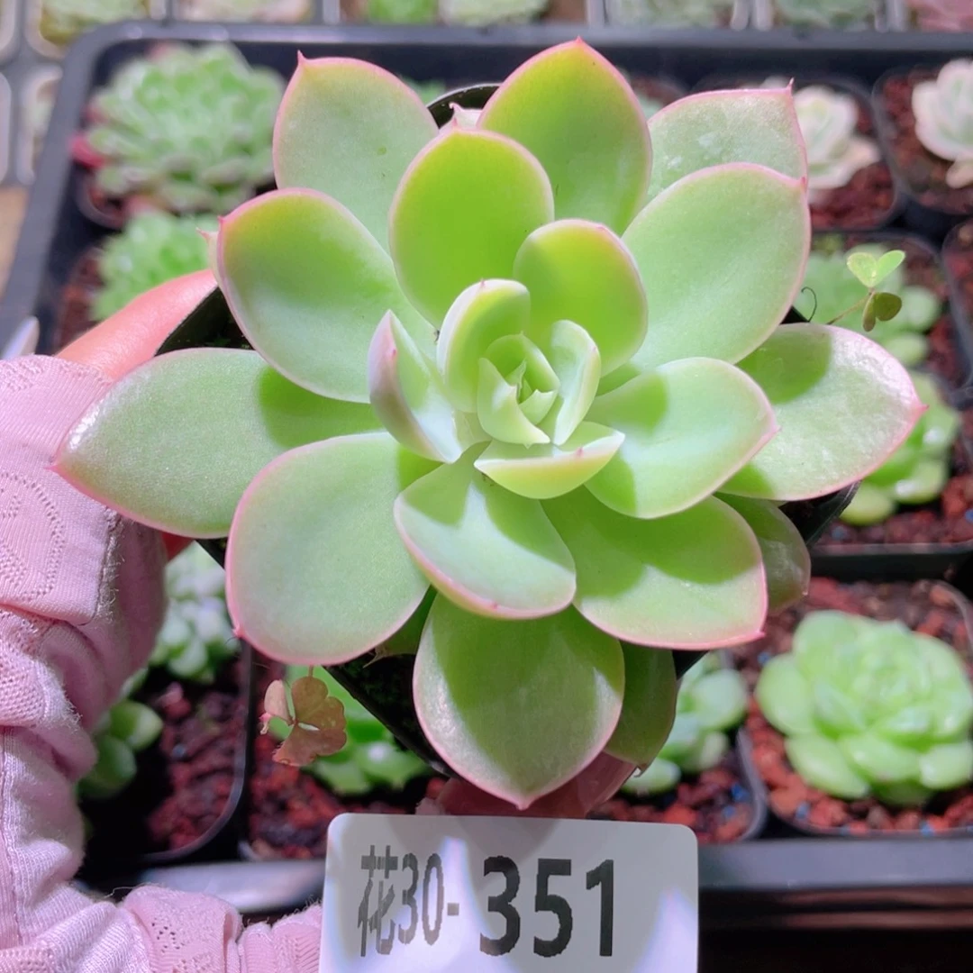 花利美30-351丝绸面纱