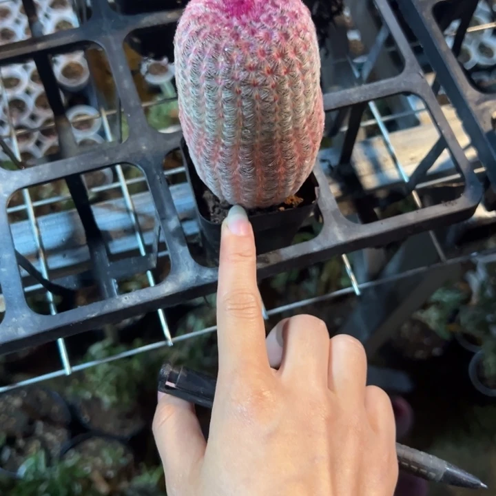 ω***…吉祥如意等名家的书法