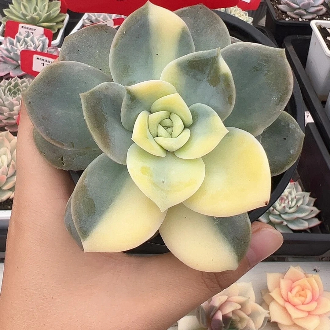 18号可爱玫瑰锦多肉植物