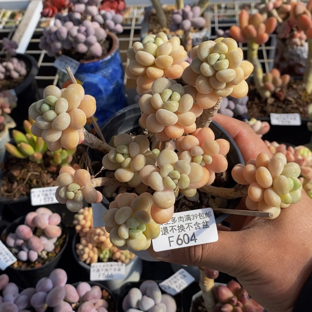 604洛可可10cm多肉