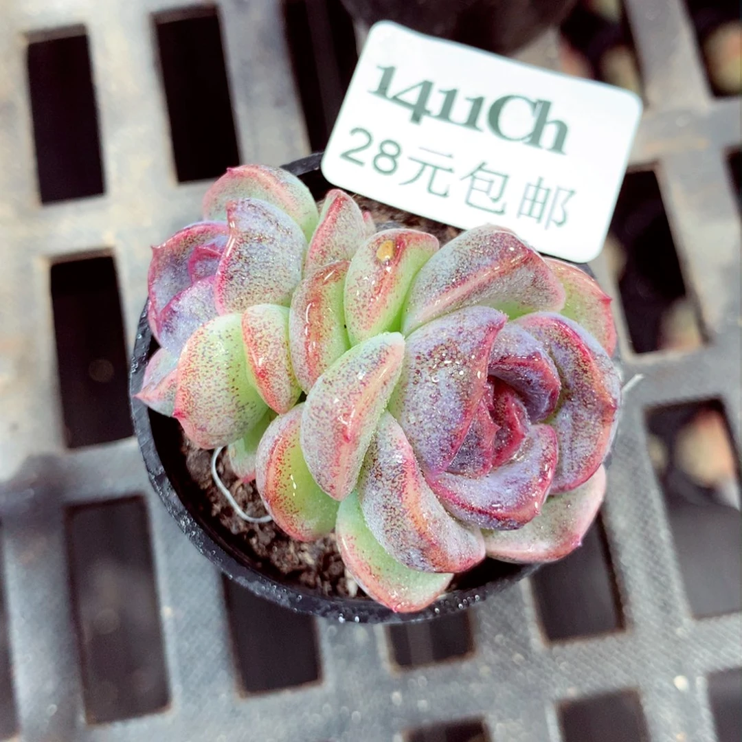 5厘米盆精控多肉1411