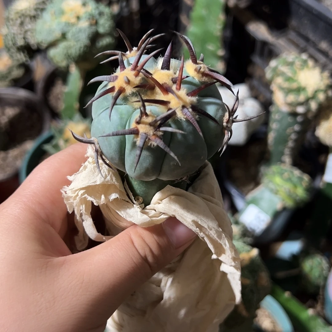 鹏***焰黑刺花王仙人球一个