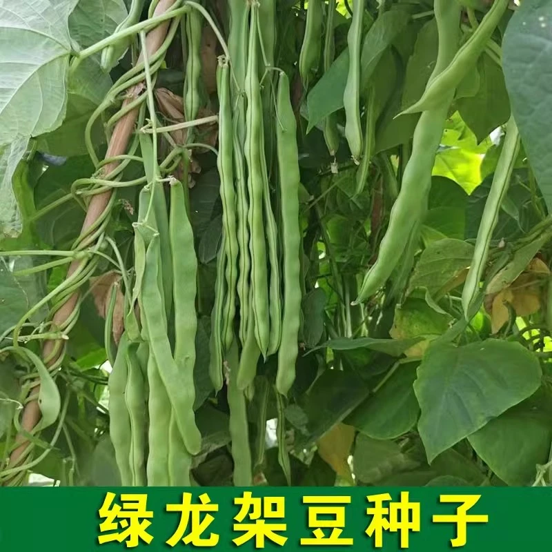 荷兰绿龙架豆王种子扁芸豆无筋四季油豆角架扁豆孑高产豆角子种籽