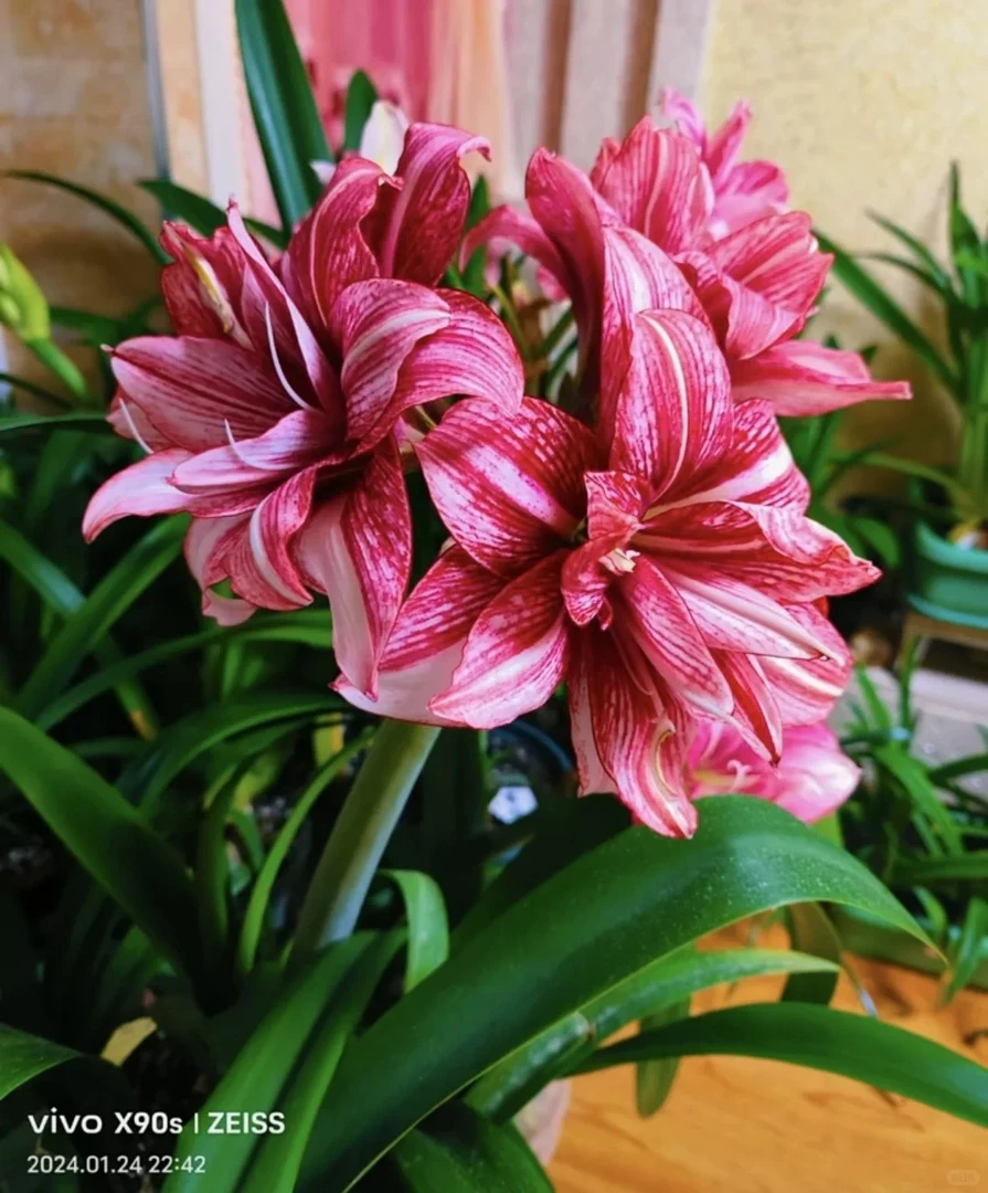 （紫金）包对版朱顶红种球重瓣自然球福利（送肥料）