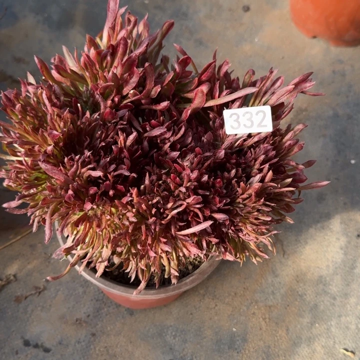 ?****静红珊瑚缀化福袋332