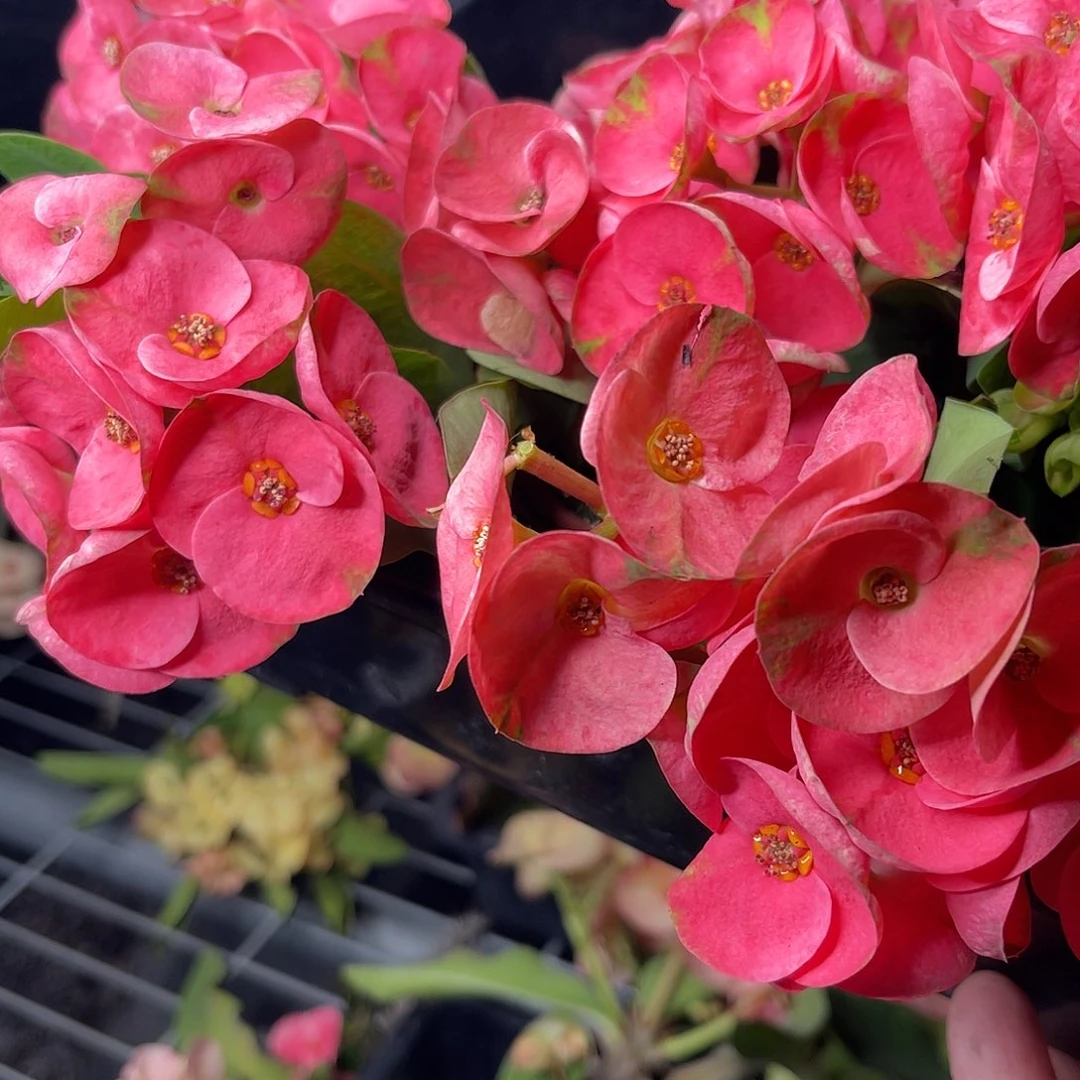 虎刺梅多肉植物虎刺梅卡罗拉