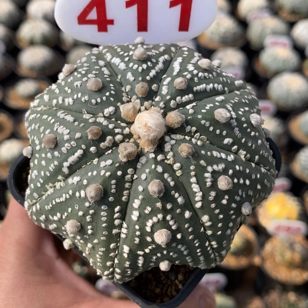 411特价系列来了来了