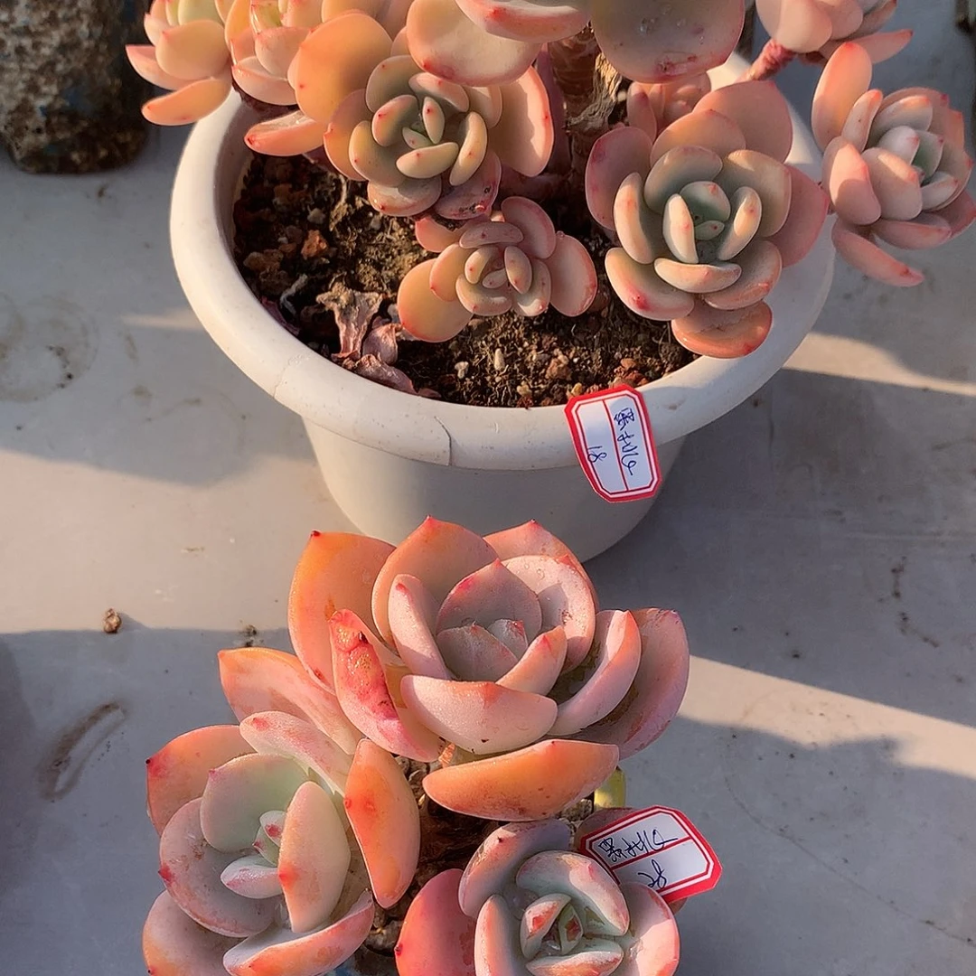 白凤多肉植物，白月光