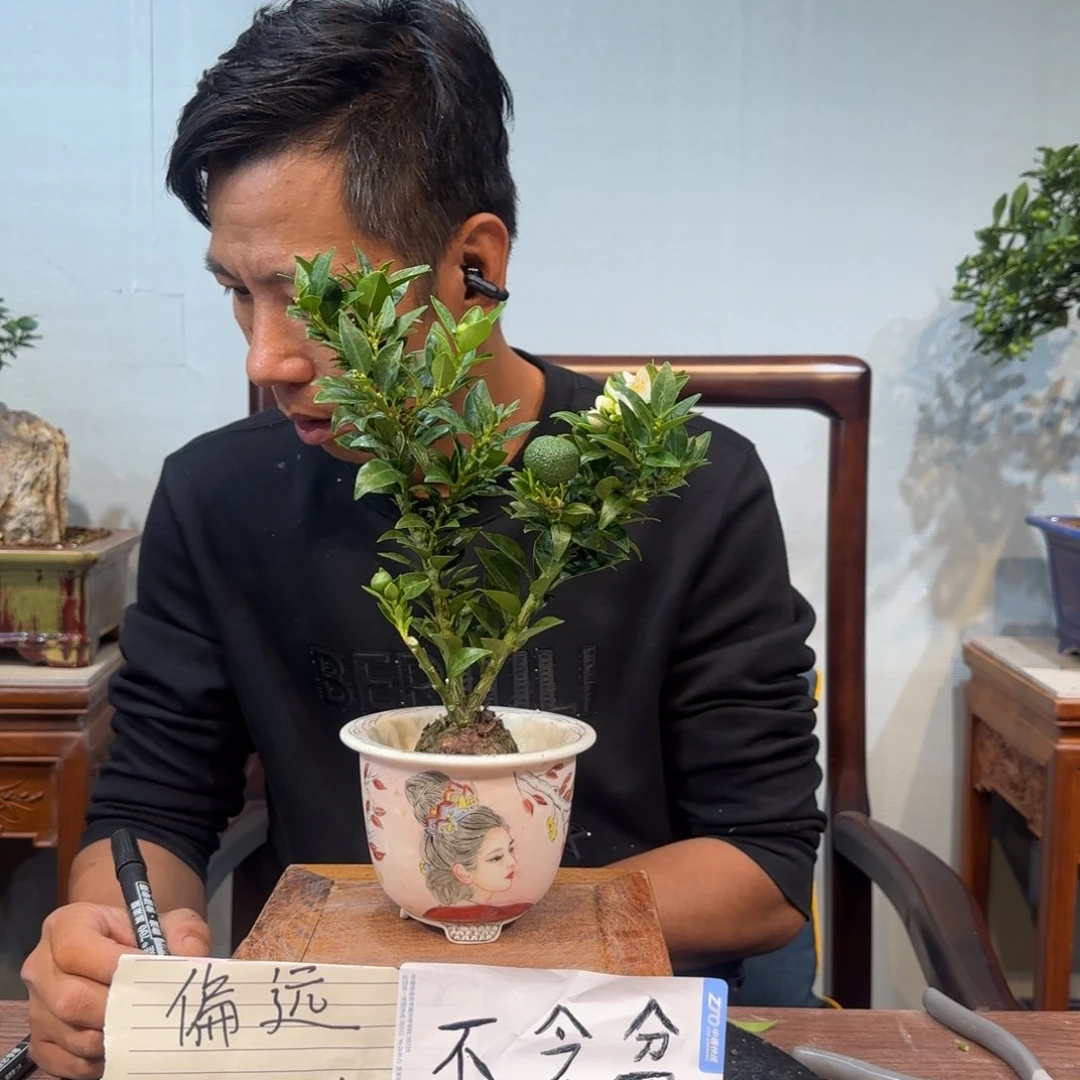 当前无花朵，栽培后可花朵金*哥