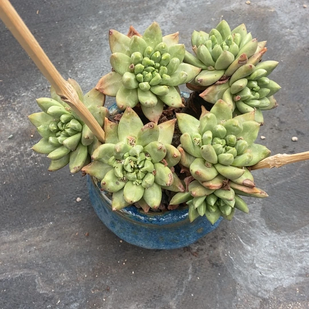 福利多肉植物啦啦啦