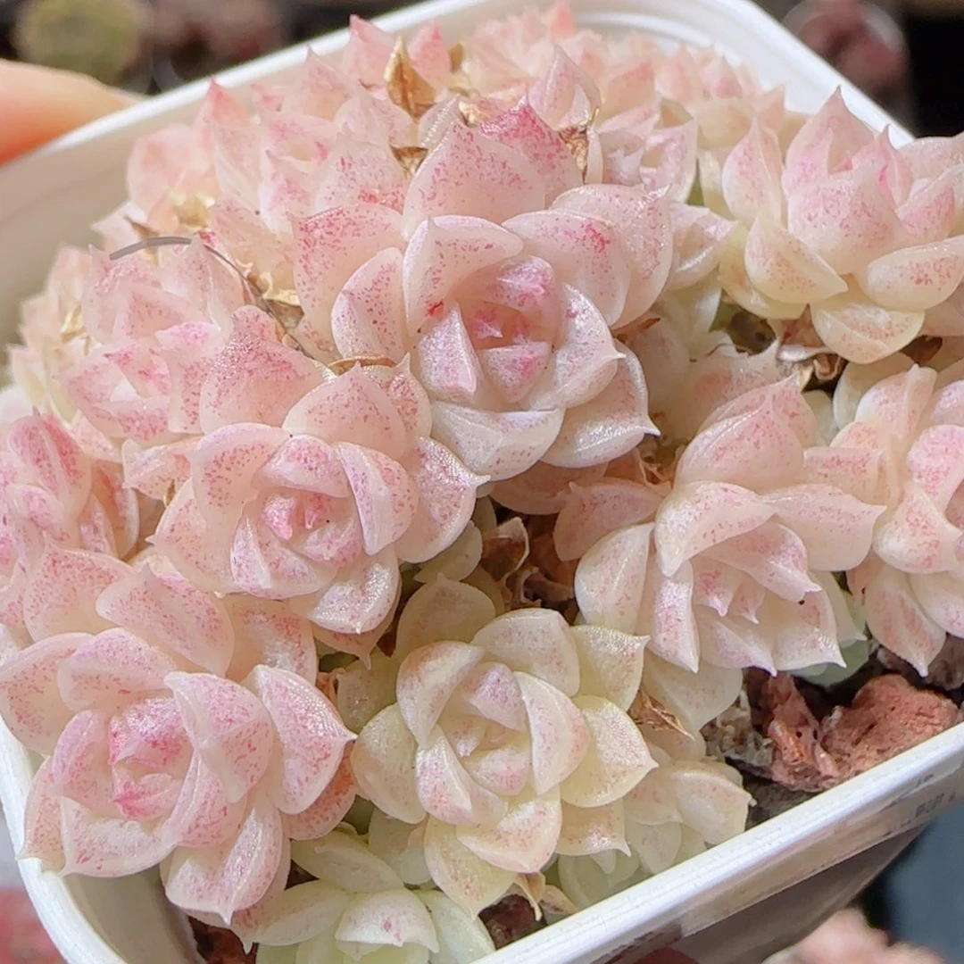 花语多肉1229-22散