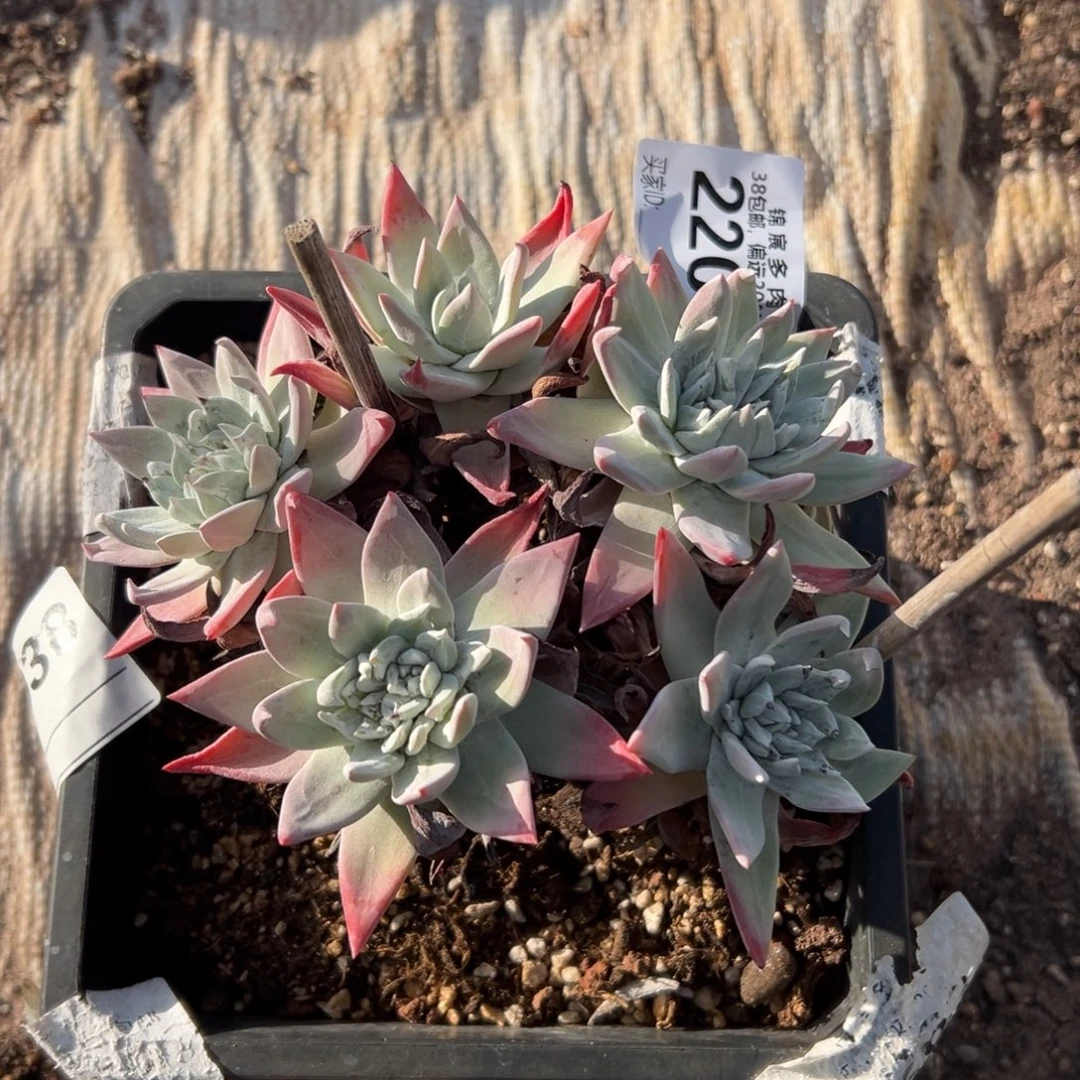 大脸流丹～一物一拍2203