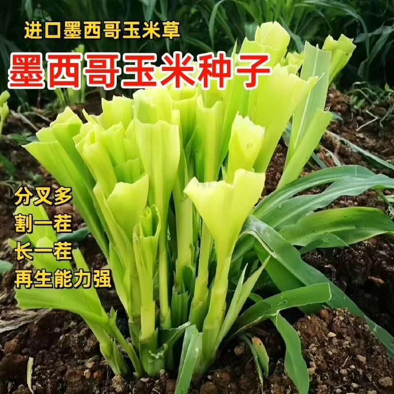 墨西哥玉米草种籽牧草种子猪牛多年生再生畜牧养殖喂鱼草种籽四季