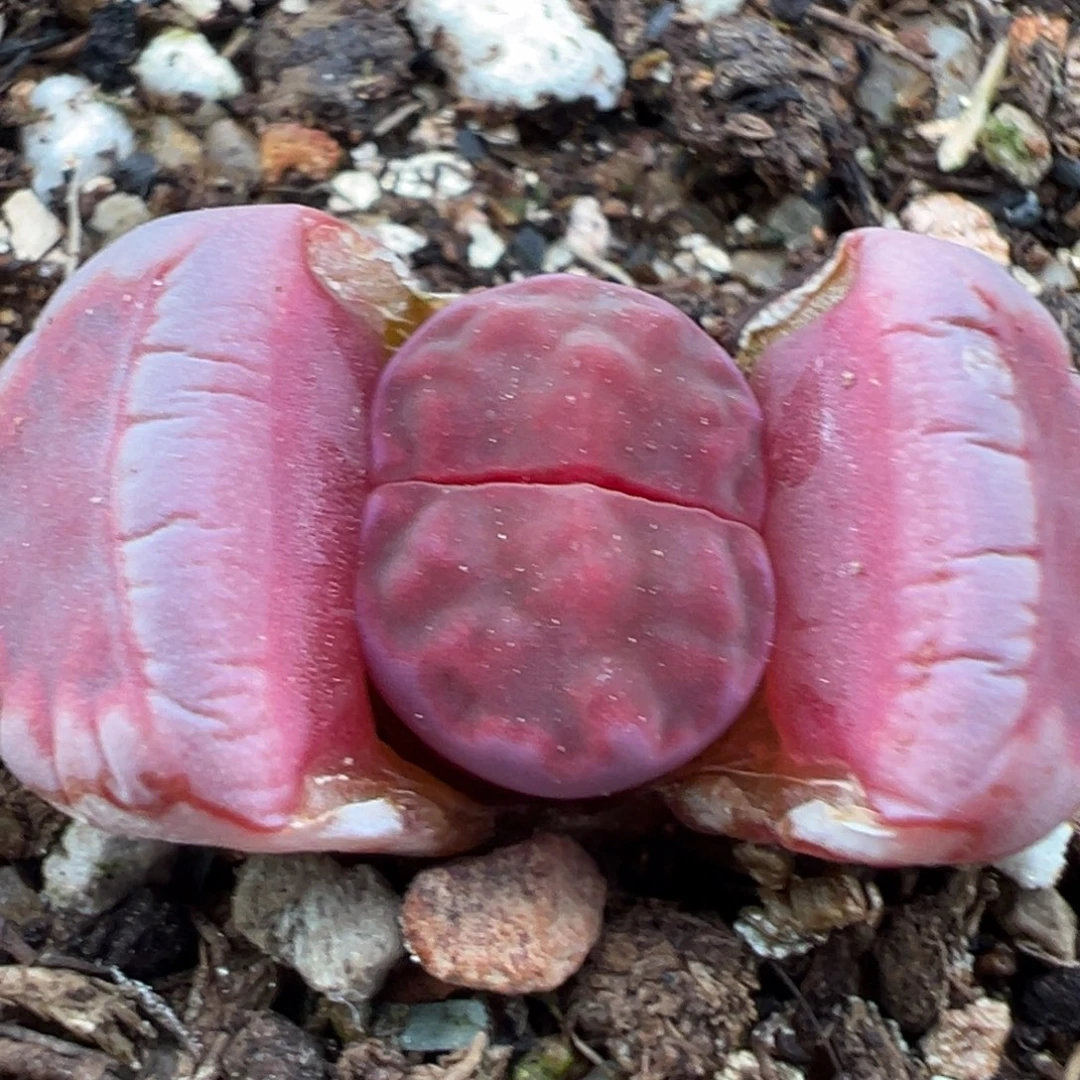 2.18好看的多肉184