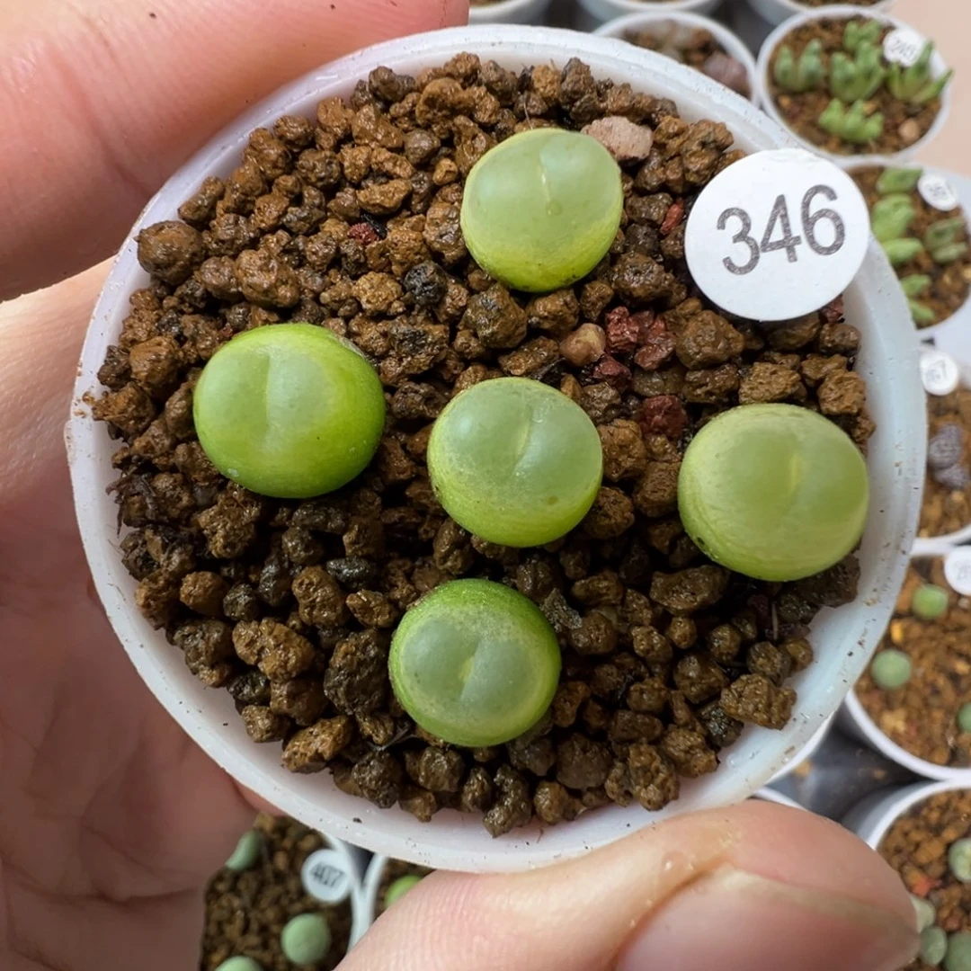 拉登一颗脱土3460000