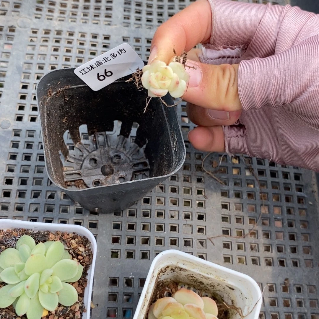 标签66白鹿一个多肉