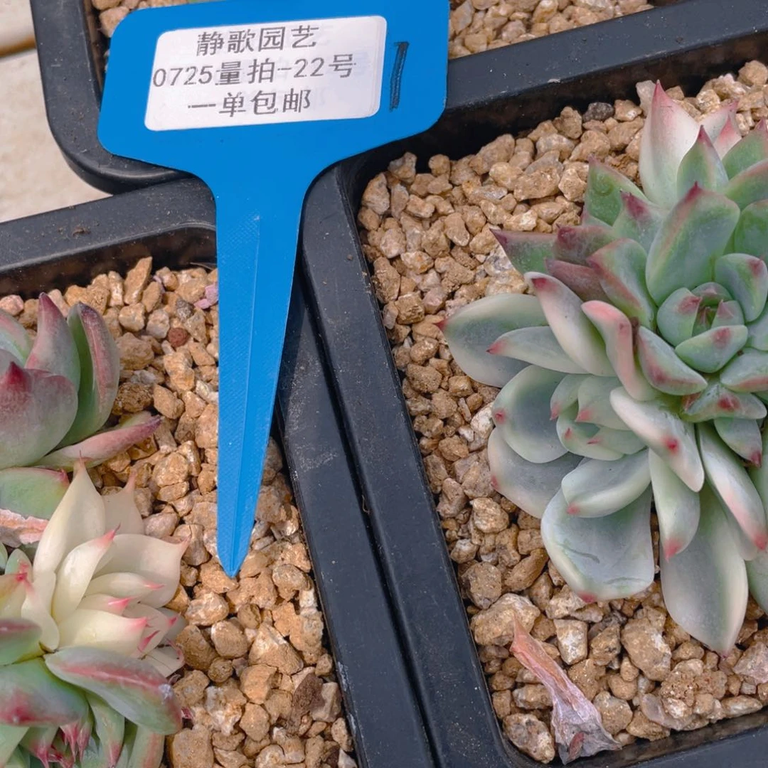 0725-22-吉娃娃锦福利一颗