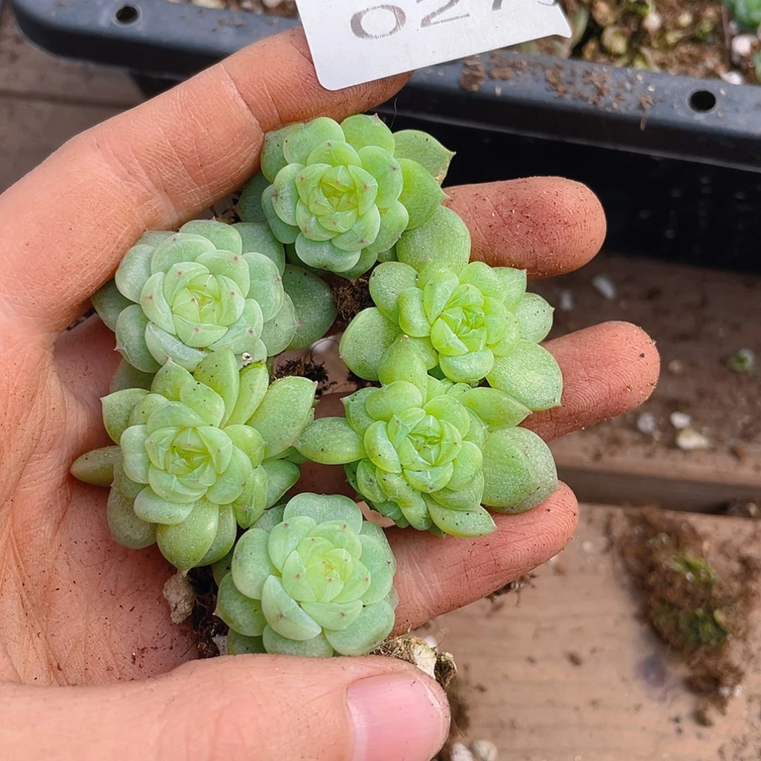 多肉植物多肉植物279