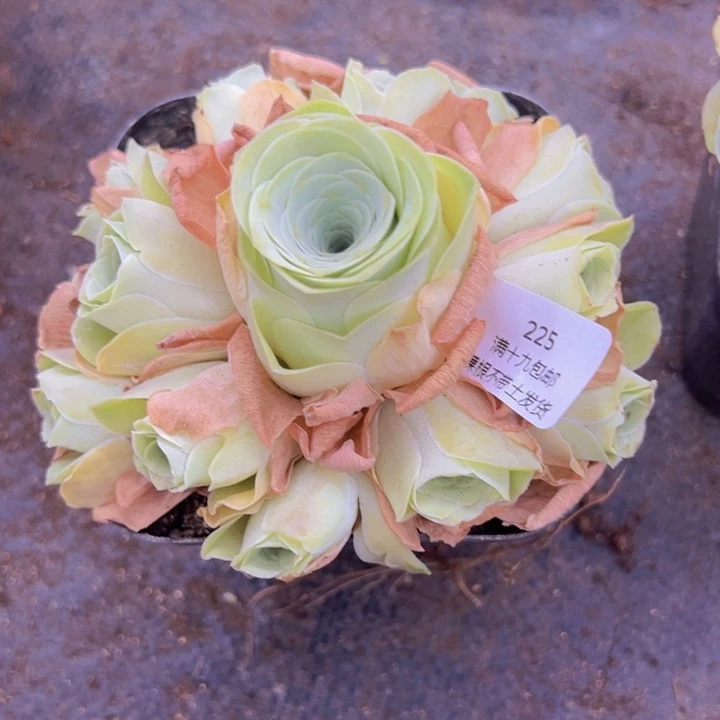 福*225 裸根不带土发货不包损