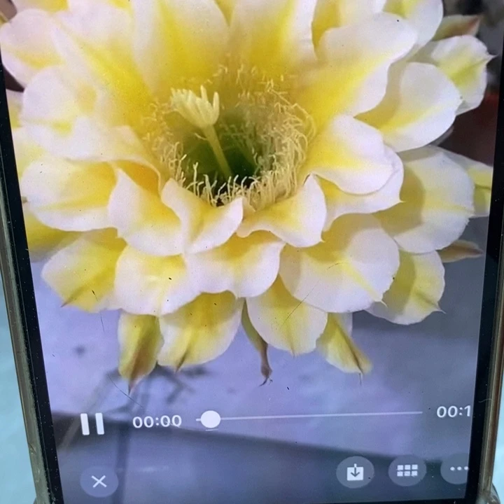 香香浓香29号黄白8公分左右