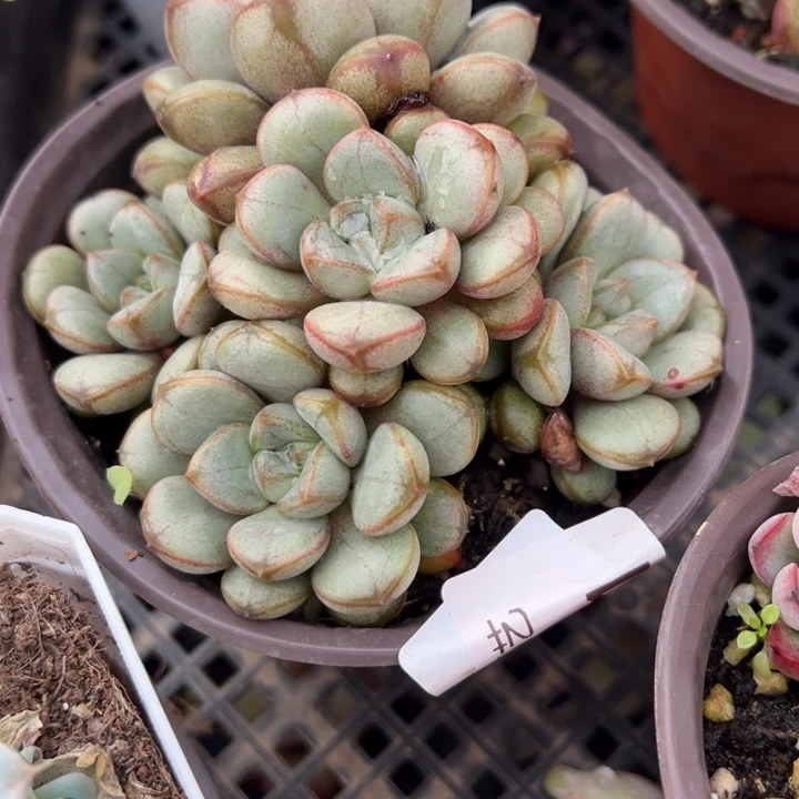 葡萄多肉植物多肉植物