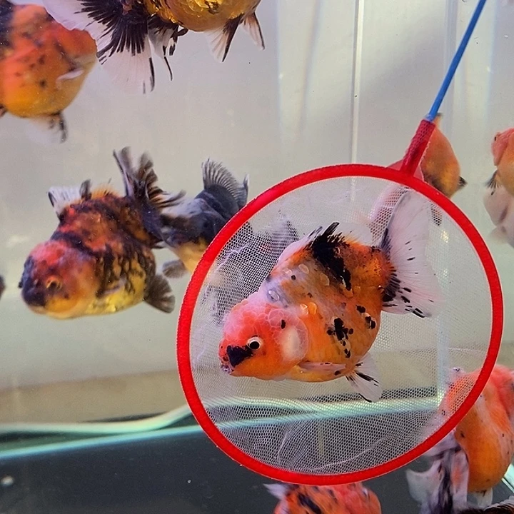 海水鱼精品泰狮系列