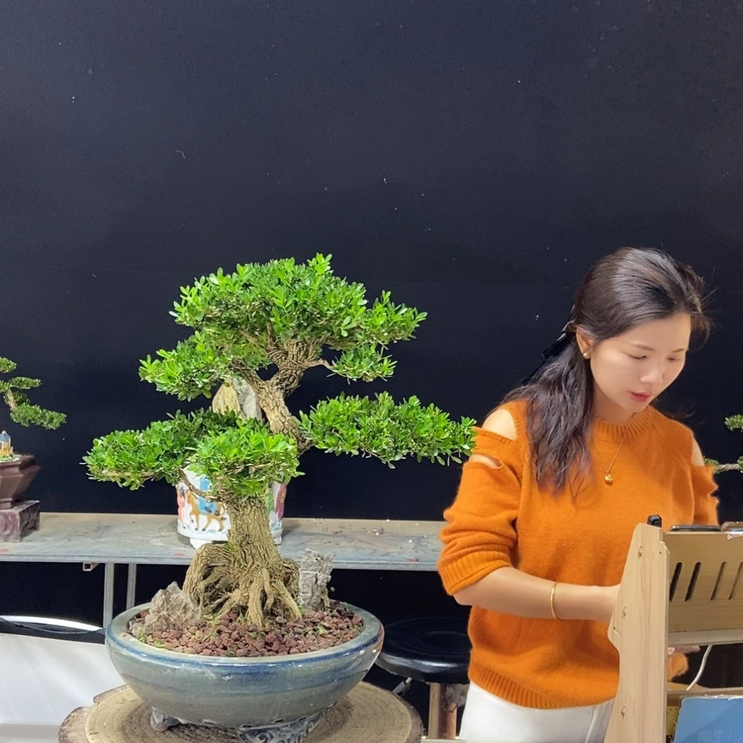 无花朵广东小叶黄杨