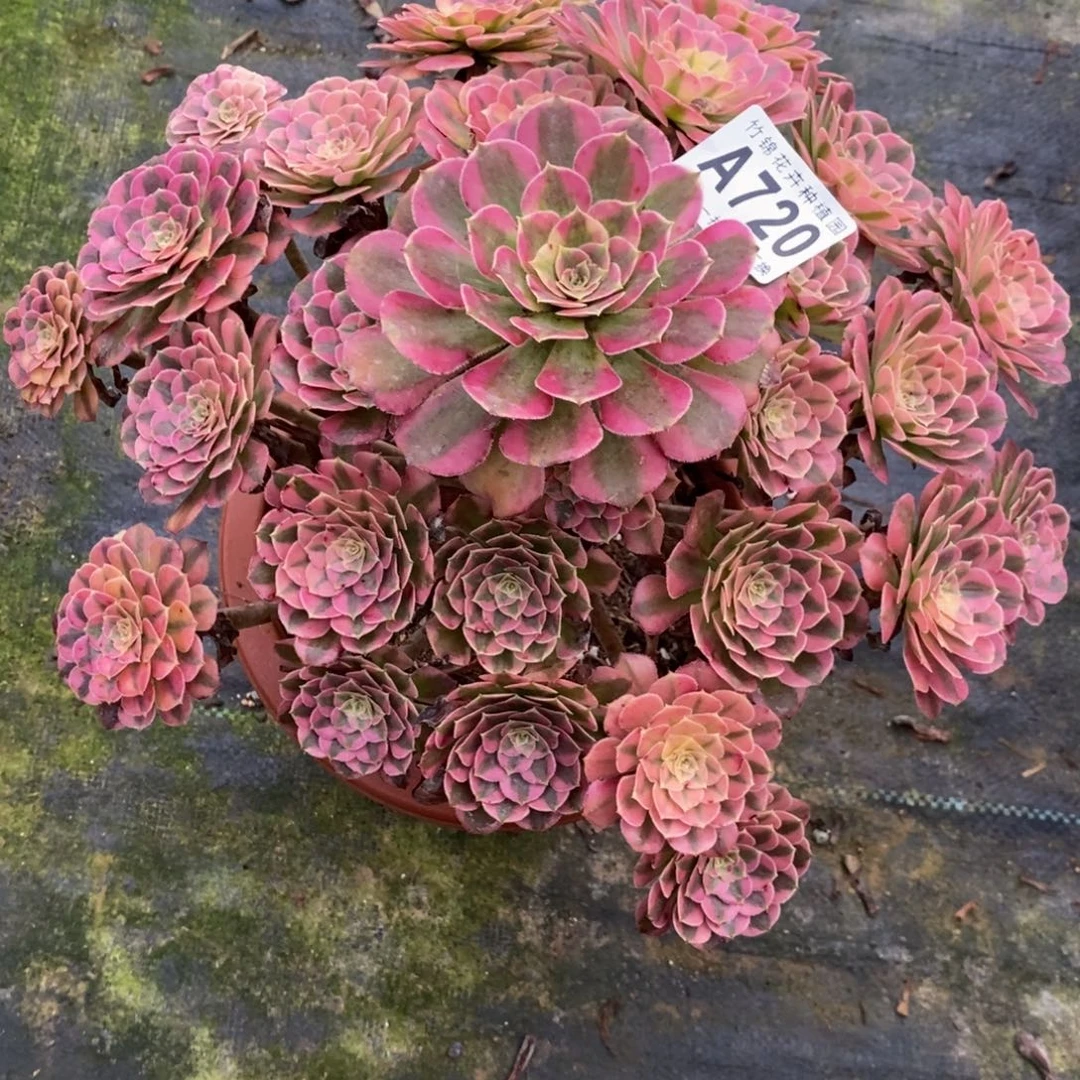 720祝融福利一棵，