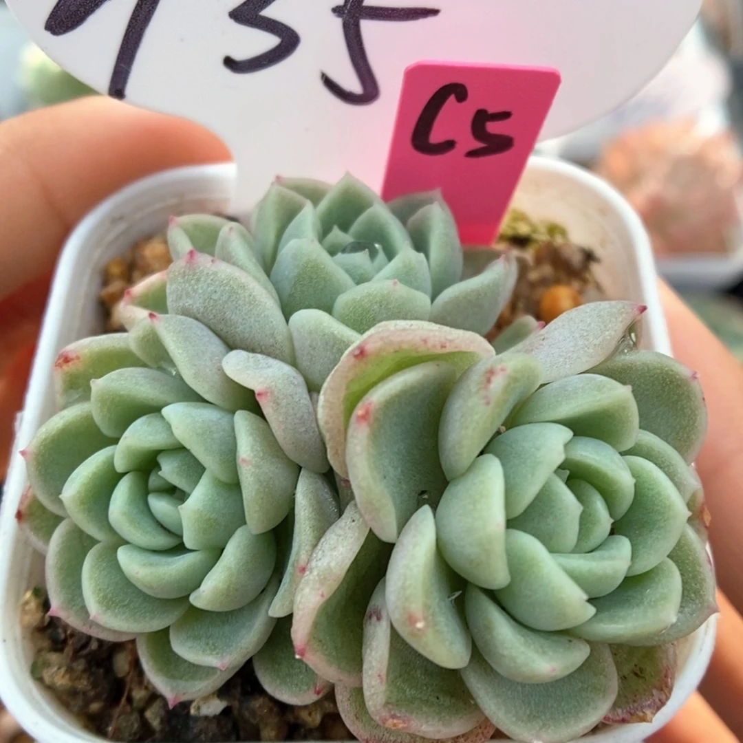 财富密码群生可拍935号。