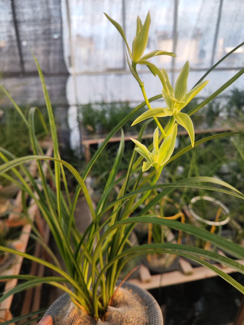 精品连辨兰兰花，花味幽香，绿植高山花卉农家养兰，奇花素，2苗