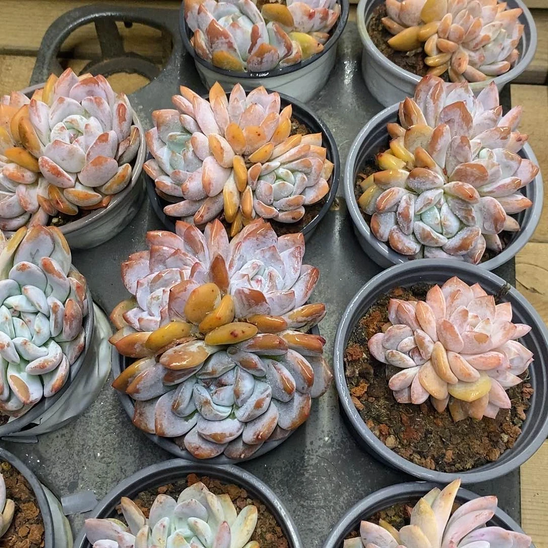 团。三头雪天使。福利多多