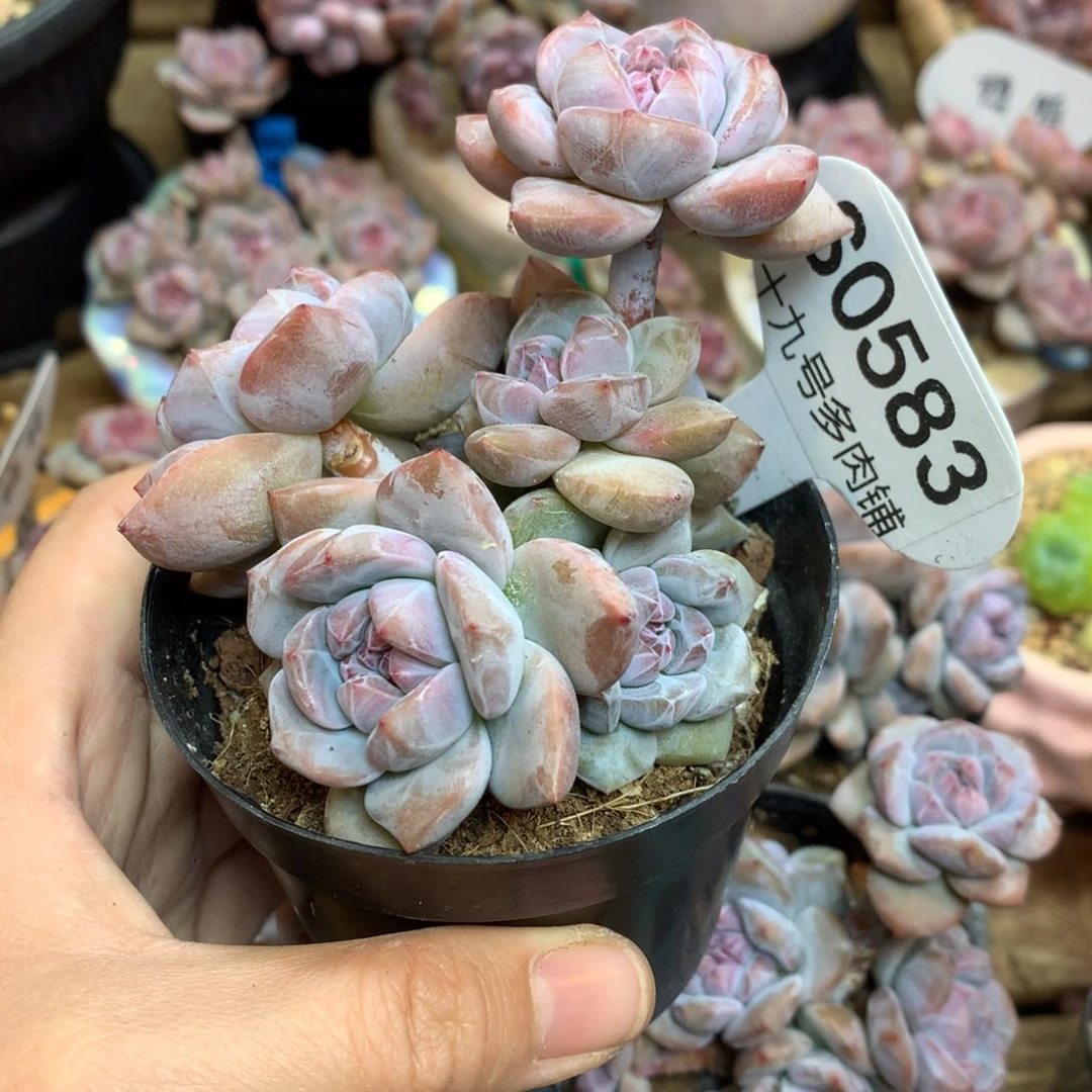 S0583 突尼斯 小树 背景同款